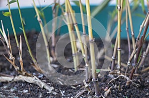 Selective focus shot of the Phyllostachys bamboo - Mosso Bamboo with the new shoots photo