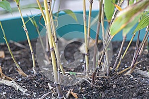 Selective focus shot of the Phyllostachys bamboo - Mosso Bamboo with the new shoots photo