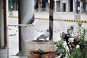 Selective focus shot of pigeons perched on a rural wooden sink and its spigot