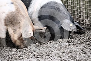 Selective focus shot of pigs standing in mud