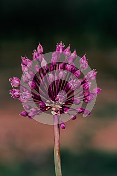 Selective focus shot of a pink Allium rosenbachianum flowering plant growing in the garden