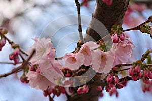 Selective focus shot of pink cherry blossom tree branches