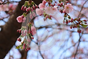 Selective focus shot of pink cherry blossom tree branches