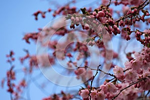 Selective focus shot of pink cherry blossom tree branches