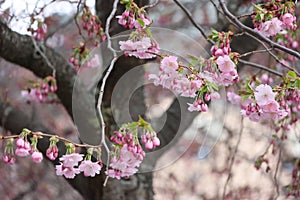 Selective focus shot of pink cherry blossom tree branches