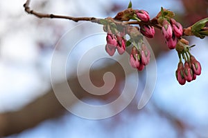 Selective focus shot of pink cherry blossom tree branches