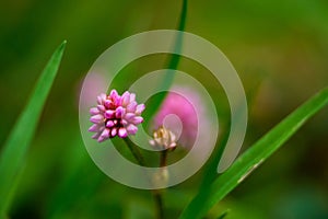 Selective focus shot of Pink knotweed, Persicaria capitata with blur background