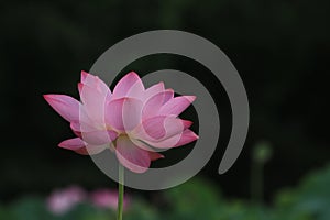 Selective focus shot of a pink lotus flower fully bloomed in a pond