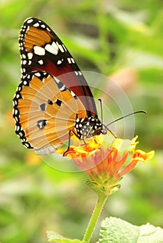 Selective focus shot of a plain tiger butterfly (danaus chrysippus) perched on a yellow flower