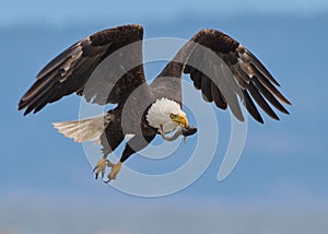 Selective focus shot of a powerful bald eagle with a fish in its beak flying in the sky