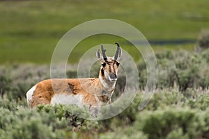 Selective focus shot of pronghorn (Antilocapra americana) in Yellowstone National Park, Wyoming