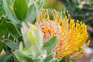 Selective focus shot of Protea cynaroides flowers