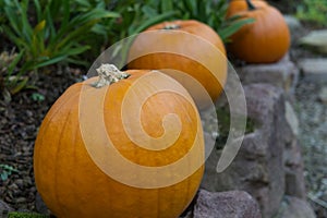 Selective focus shot of pumpkins in a field