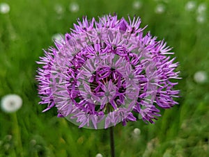 Selective focus shot of purple Allium aflatunense flower in the garden