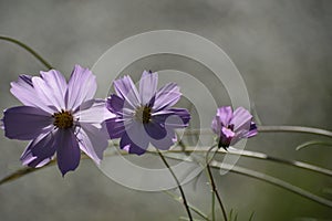 Selective focus shot of purple Cosmos Bipinnatus flowering plants growing in the middle of a forest