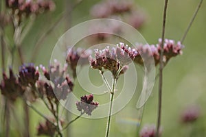 Selective focus shot of purple Patterson's Curse wildflower weeds