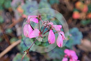 Selective focus shot of purple pelargoniums