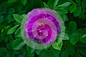 Selective focus shot of a purple rose rugosa