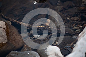 Selective focus shot of a Pyrenean brook salamander/Pyrenean newt/Calotriton asper