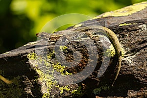 Selective focus shot of Pyrenean rock lizard photo