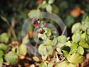 Selective focus shot of raspberries ripening