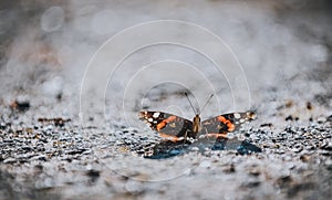 Selective focus shot of a red admiral butterfly with open wings preparing for flight from the floor