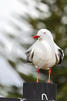 Selective focus shot of a red-billed gull (chroicocephalus scopulinus) perched on a wooden post