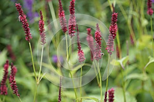 Selective focus shot of Red bistort plants