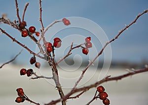 Selective focus shot of red hawthorn berries on the branchesin winter