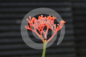 Selective focus shot of red jatropha podagrica plant photo