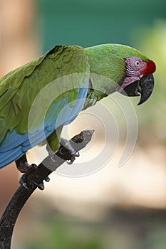 Selective focus shot of The red-lored amazon parrot