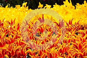 Selective focus shot of red and orange tulip flowers