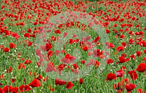 Selective focus shot of red poppy flower field