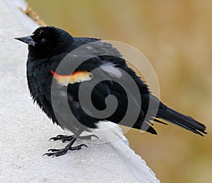 A selective focus shot of a Red-winged Blackbird, also known as Agelaius phoeniceus, sitting on a tree