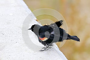 A selective focus shot of a Red-winged Blackbird, also known as Agelaius phoeniceus, sitting on a tree