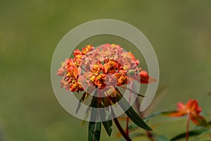 Selective focus shot of a red and yellow Bloodflower blooming commonly known as Tropical Milkweed