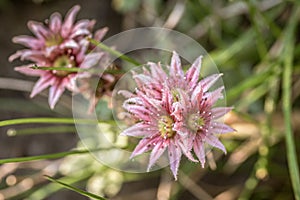 Selective focus shot of a rejuvenated flower in the garden