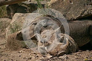 Selective focus shot of resting warthogs from the Osnabruck zoo in Germany