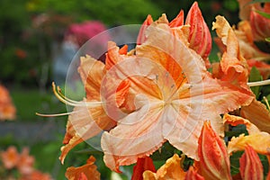 Selective focus shot of rhododendron prinophyllum golden lights flowers in Halifax public garden photo