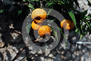 Selective focus shot of ripe yuzu on tree