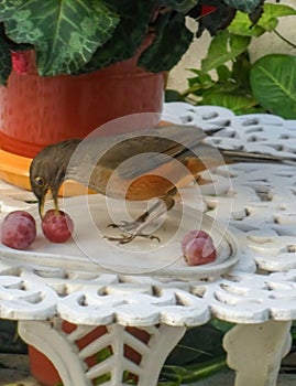 selective focus shot of a rufous bellied thrush (Turdus rufiventris) eating a grape from a plate