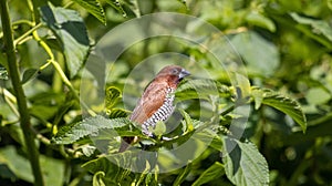 Selective focus shot of a Scaly-breasted munia bird perched on a tree branch