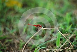 Selective focus shot of a scarlet dragonfly in grass