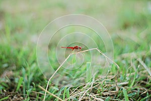 Selective focus shot of a scarlet dragonfly in grass