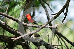 Selective focus shot of a scarlet tanager bird perched on a branch