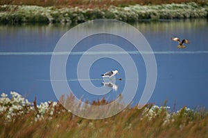 Selective focus shot of seagulls hanging out on the lake in Reserva Laguna Nimez, El Calafate