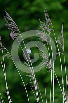 Selective focus shot of sedge warbler sitting on common reed growing among green grass