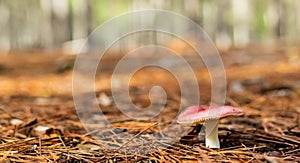 Selective focus shot of a single tiny mushroom growing on a straw ground