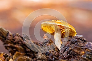 Selective focus shot of a single tiny mushroom growing in Tokai Forest, Cape Town