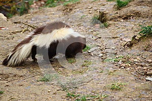 Selective focus shot of a skunk walking around